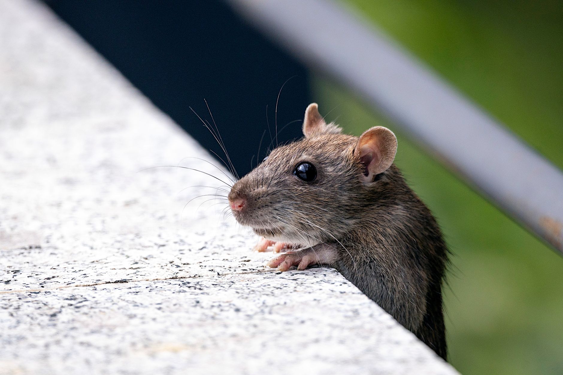 Désinsectisation dératisation à Le Plessis-Trévise